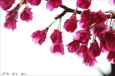 spring_sakura_08.jpg