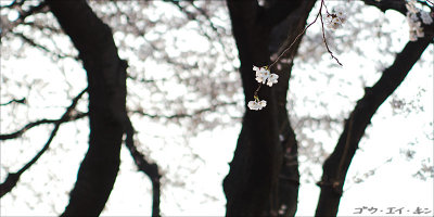 spring_sakura_10.jpg
