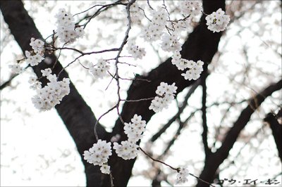 spring_sakura_11.jpg