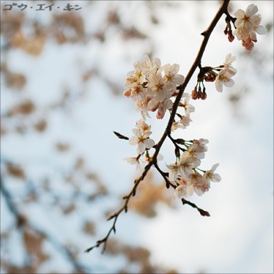 spring_sakura_12.jpg