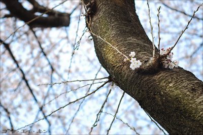 spring_sakura_13.jpg