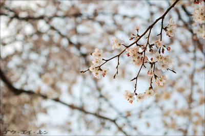 spring_sakura_14.jpg