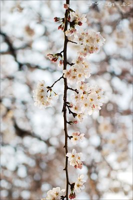 spring_sakura_15.jpg