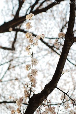 spring_sakura_16.jpg