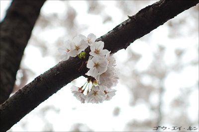 spring_sakura_18.jpg