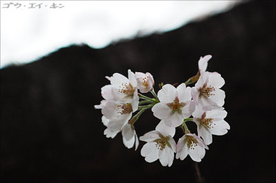 spring_sakura_20.jpg
