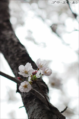 spring_sakura_22.jpg