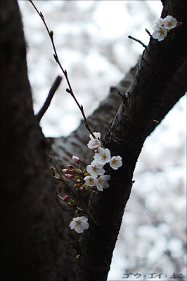 spring_sakura_23.jpg