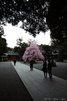 Shidarezakura at Okunitama Shrine