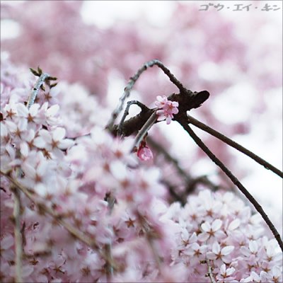spring_shidaresakura_13.jpg