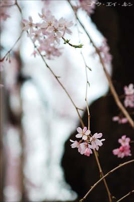spring_shidaresakura_16.jpg
