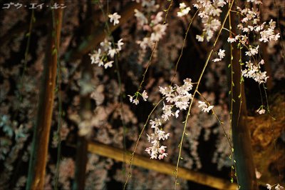spring_shidaresakura_23.jpg