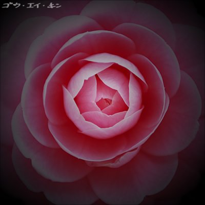 Camellia