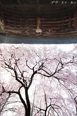 270308 Okunitama Shrine's Shidarezakura