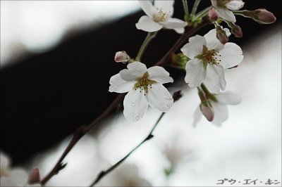 280308 sakura in the rain