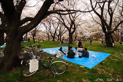 spring_sakura_24.jpg