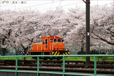 spring_sakura_26.jpg