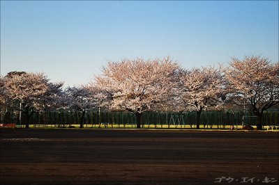 spring_sakura_27.jpg