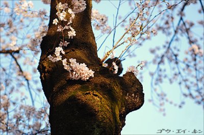 spring_sakura_29.jpg