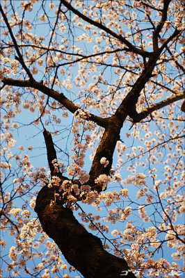 spring_sakura_30.jpg