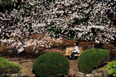 shinjuku_gyoen_02.jpg