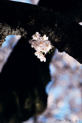 shinjuku_gyoen_06.jpg