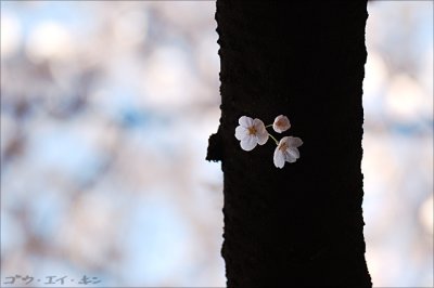 shinjuku_gyoen_08.jpg