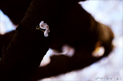 shinjuku_gyoen_09.jpg