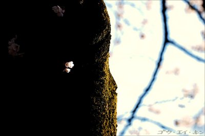 shinjuku_gyoen_11.jpg