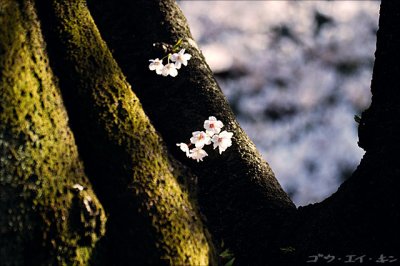 shinjuku_gyoen_13.jpg