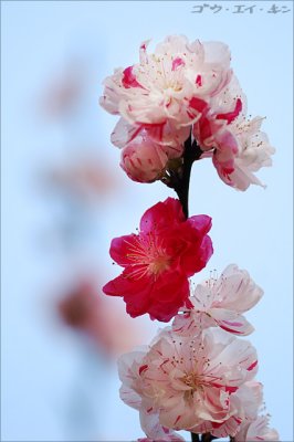 shinjuku_gyoen_14.jpg