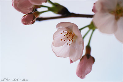 shinjuku_gyoen_15.jpg
