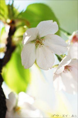 shinjuku_gyoen_17.jpg