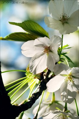 shinjuku_gyoen_18.jpg