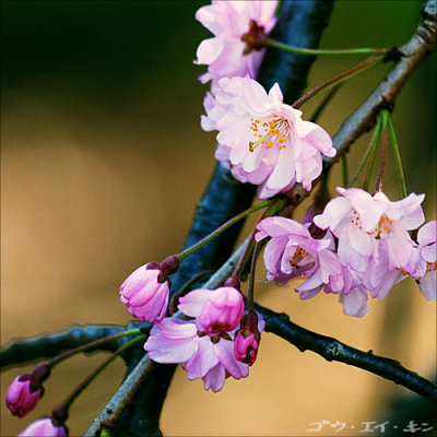shinjuku_gyoen_19.jpg