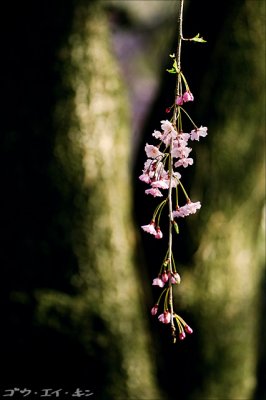 shinjuku_gyoen_21.jpg
