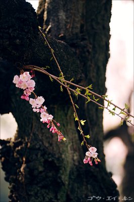 shinjuku_gyoen_22.jpg