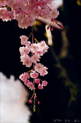 shinjuku_gyoen_24.jpg