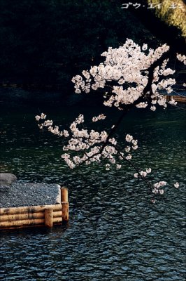 shinjuku_gyoen_26.jpg