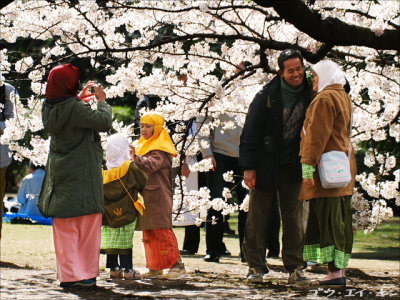 Shinjuku Gyoen Hanami