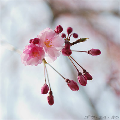 040408 floating sakura