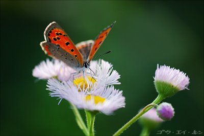 030508 Small Copper