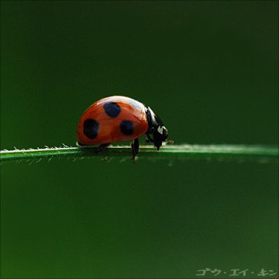 040508 ladybird