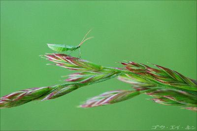 060508 green bug