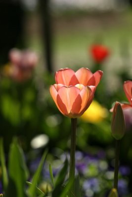 Tulip_Canberra