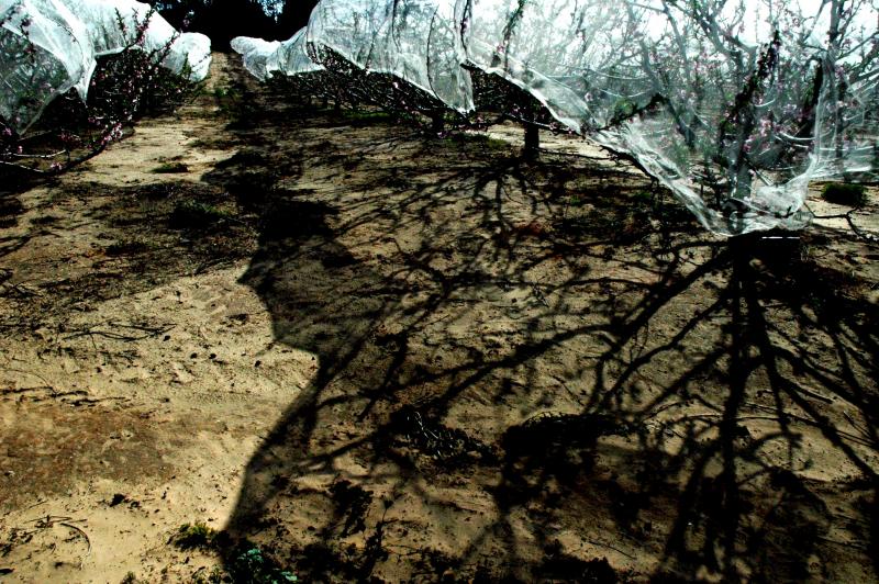dsc_0015-nets-shadows.jpg