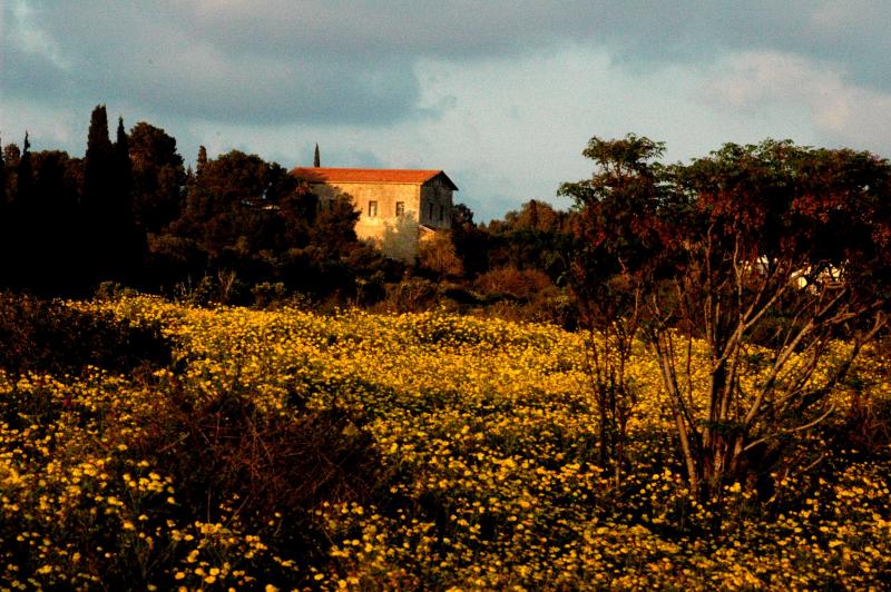 DSC_0076-binyamina-field.jpg
