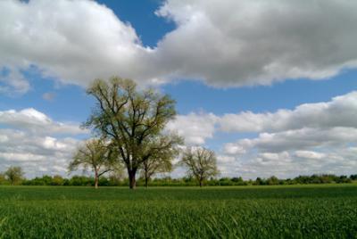 Oklahoma Sky Over Green Wheat