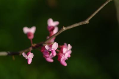 Redbud Tree Blossoms.jpg