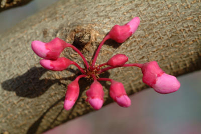 Redbud Tree Blossoms 2.jpg